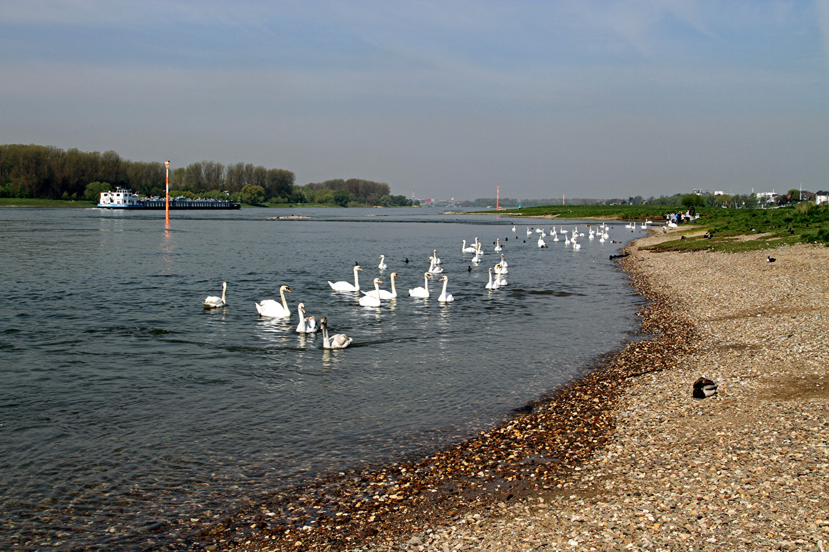 Rheinschwäne
