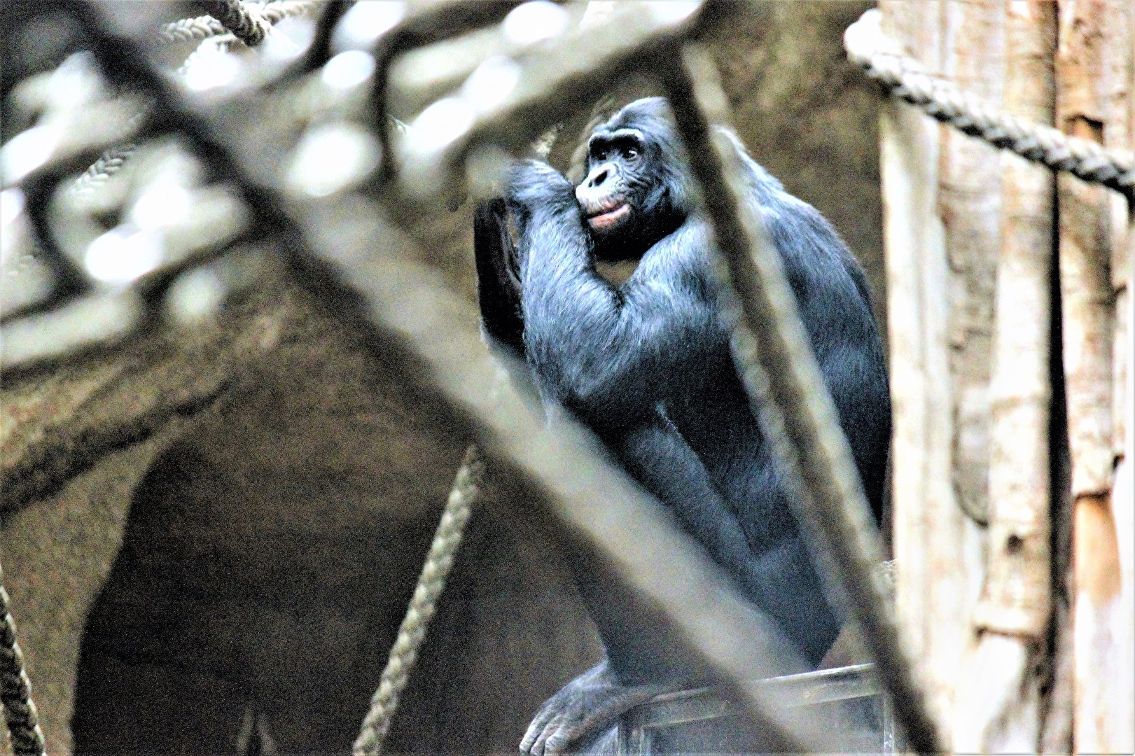 Gefangener Schimpanse im Leipziger Zoo