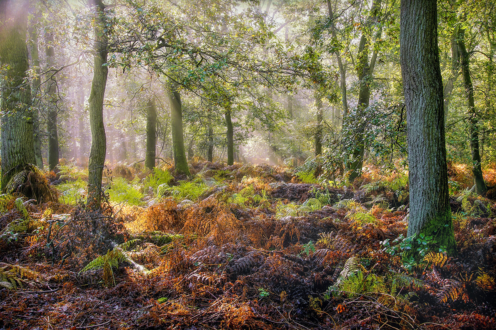 Herbstwald
