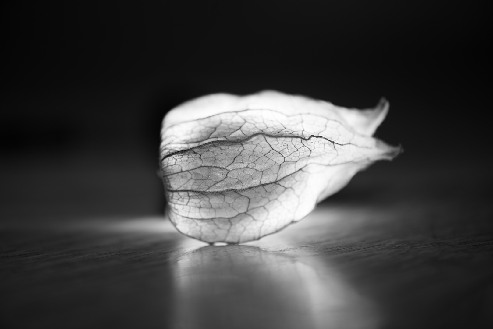 Pysalis und Licht - Black and White