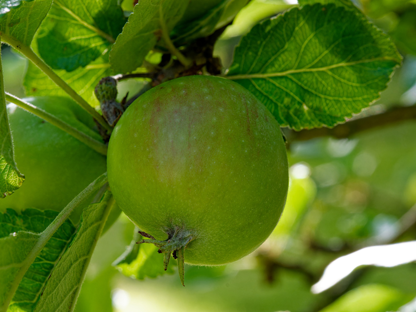 #Äpfel - vom eigenen Baum