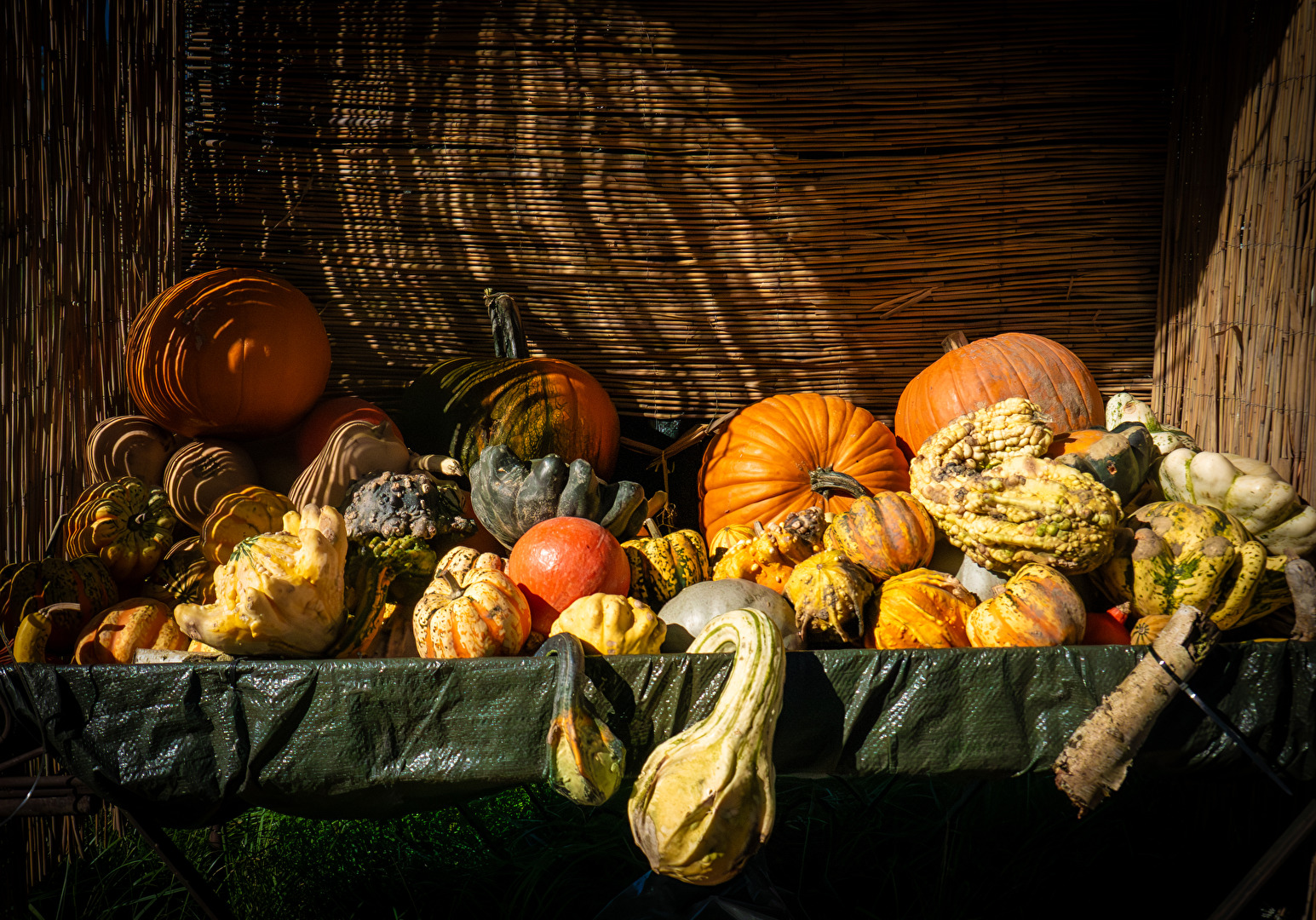 ... da sind sie wieder!