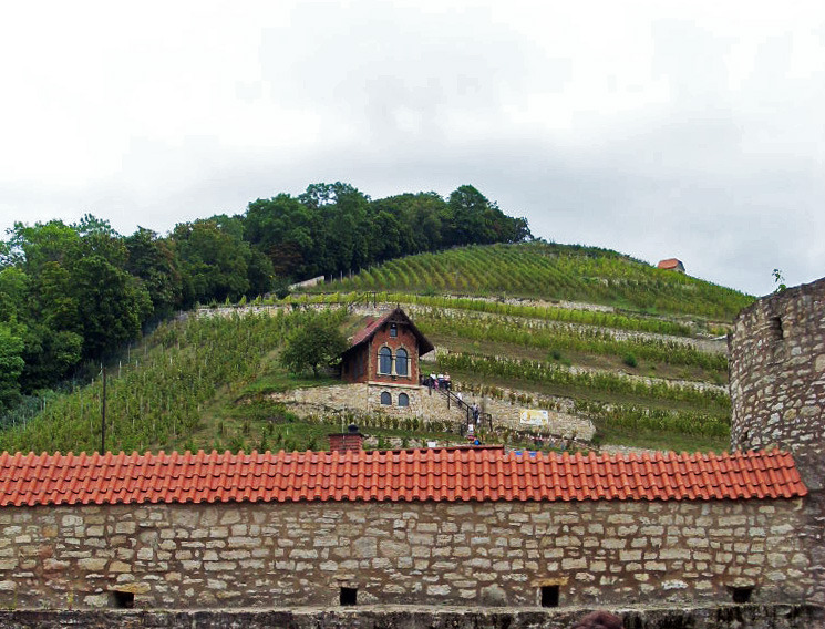 Schlifter-Weinberg bei Freiburg