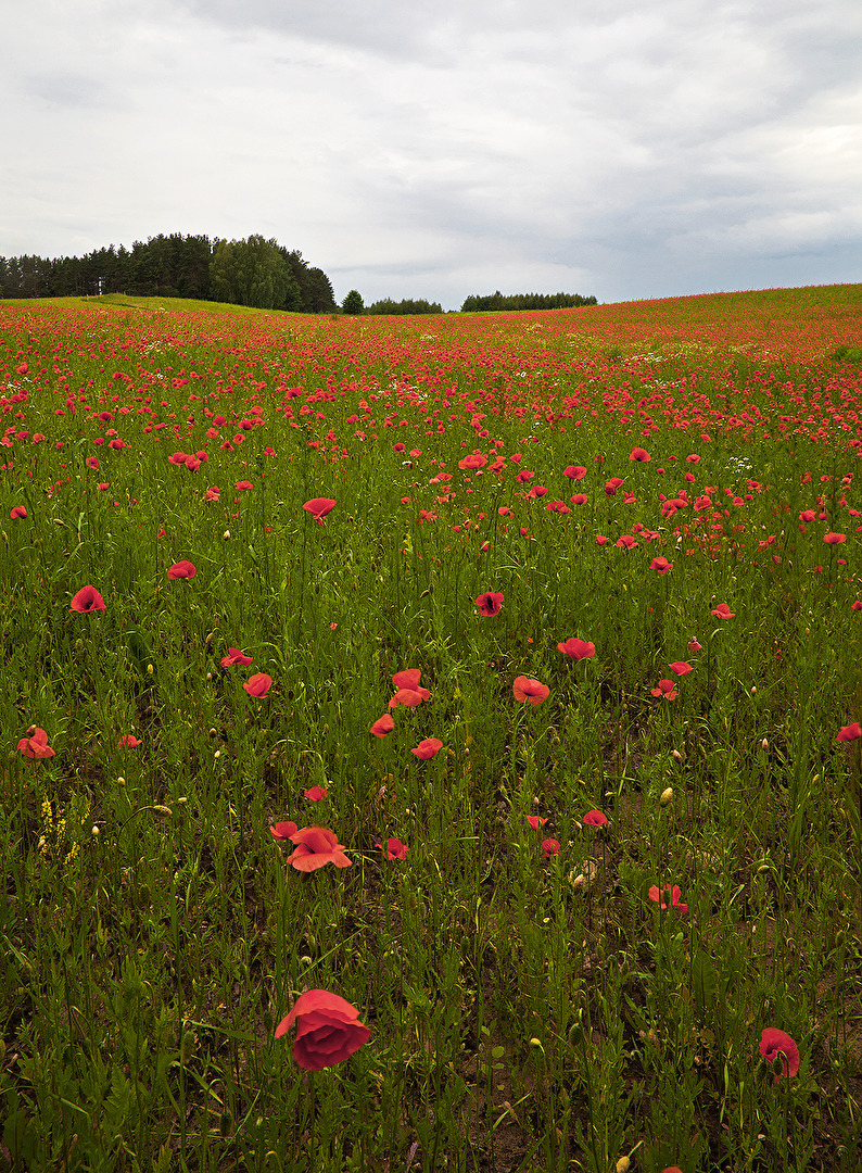 MASUREN / Polen