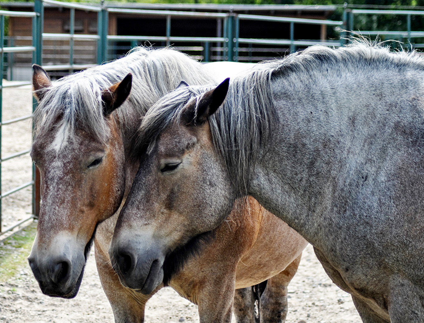 Wir bleiben für immer zusammen