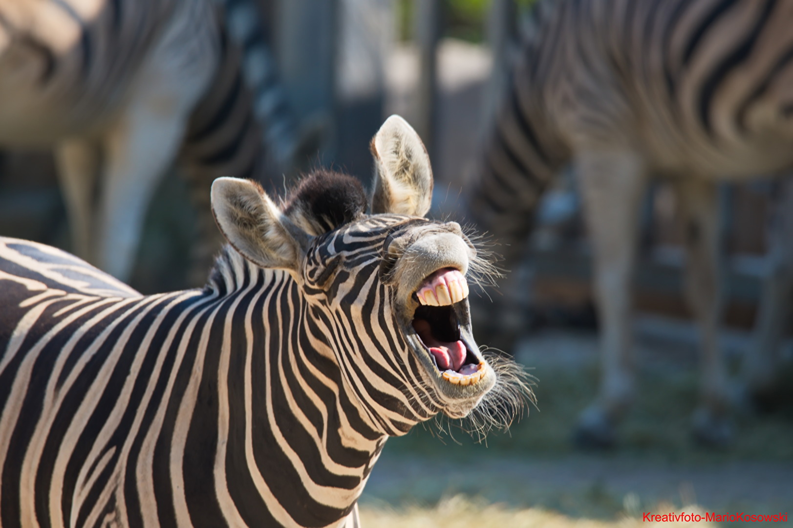 Lachendes Zebra ;-)