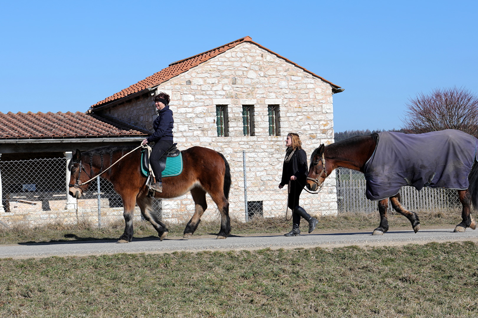 Pferde, Esel & Maultiere