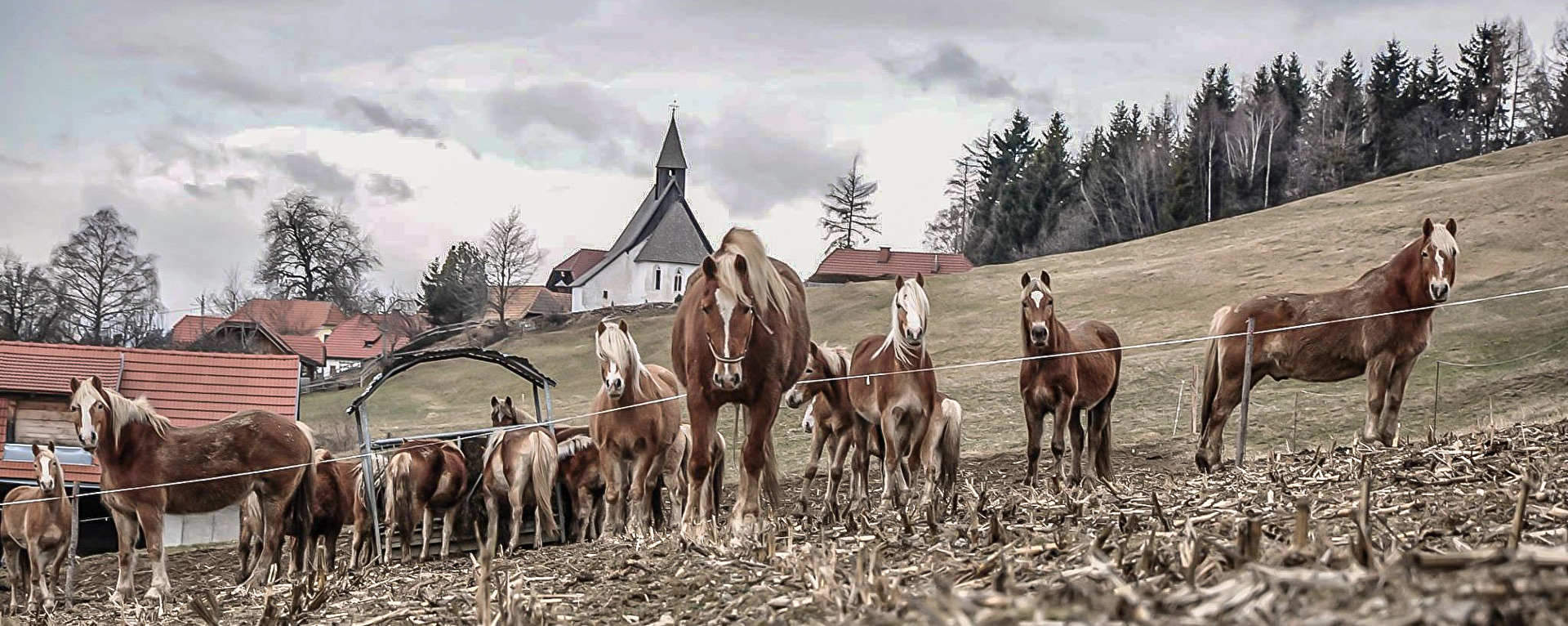 Pferde auf der Weide