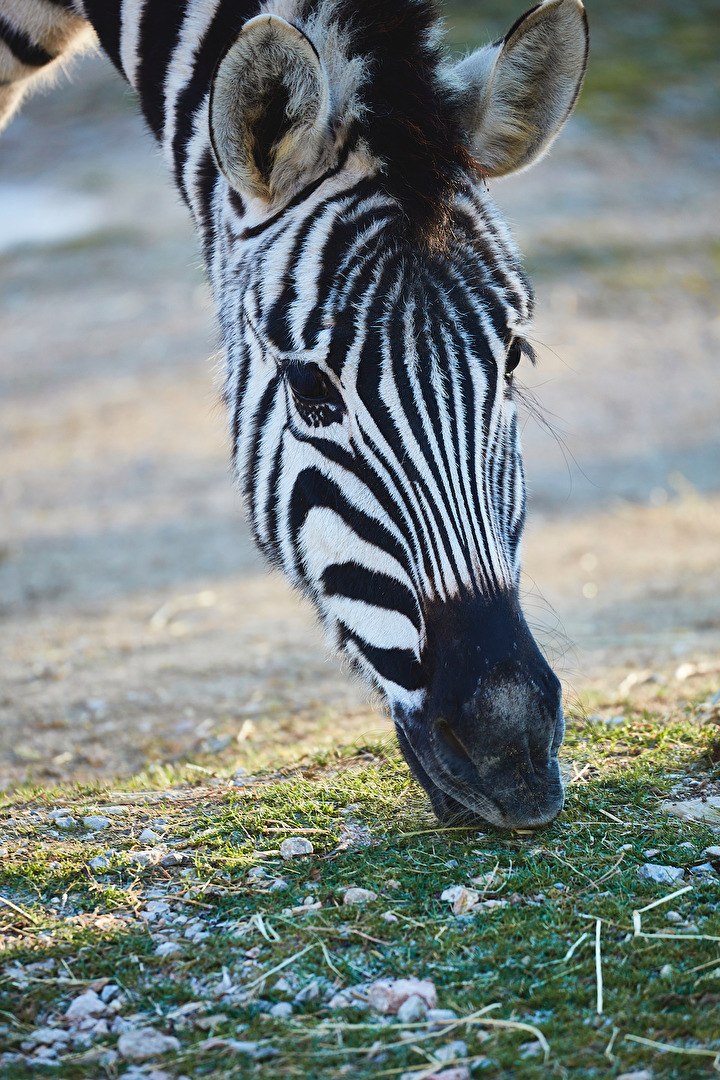 Zebra beim Grasen
