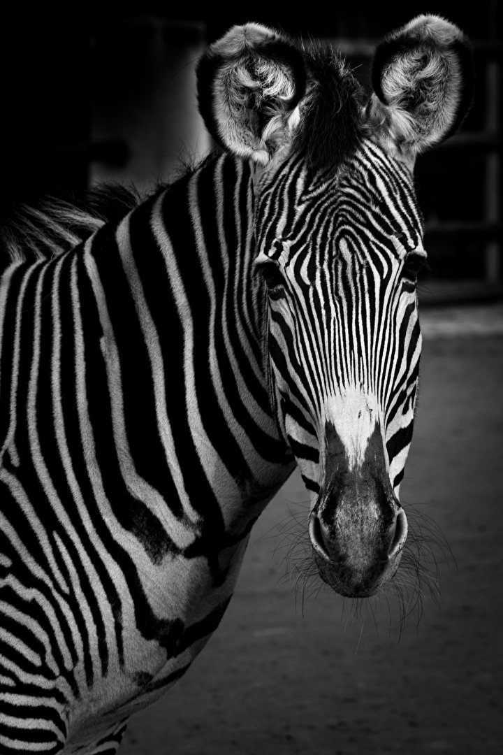 Neugieriges Zebra