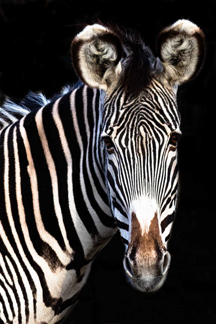 Zebra... Versuch 3