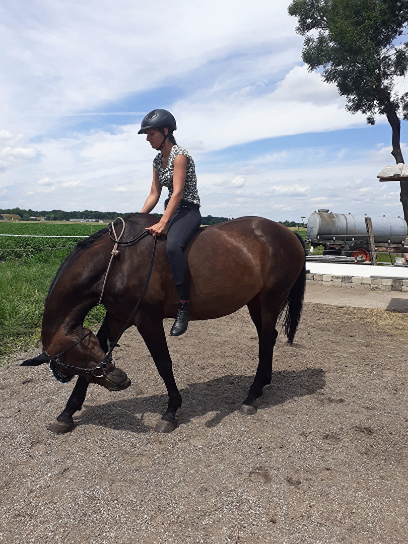 Pferde, Esel & Maultiere