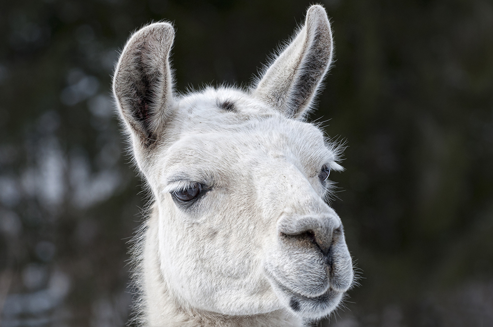 Lama Walter Zoo Gossau