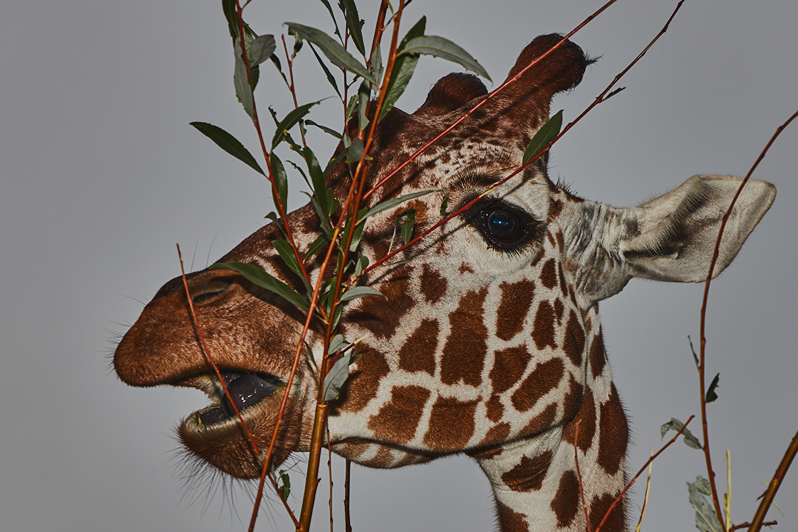 Hochnebel über Schönbrunn, Giraffen porträ