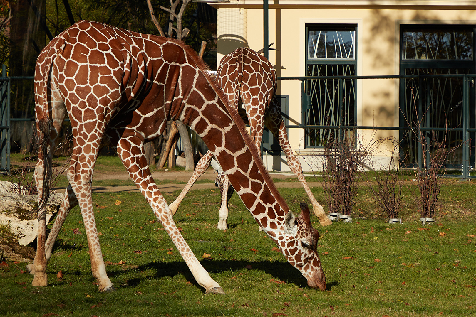 Giraffe