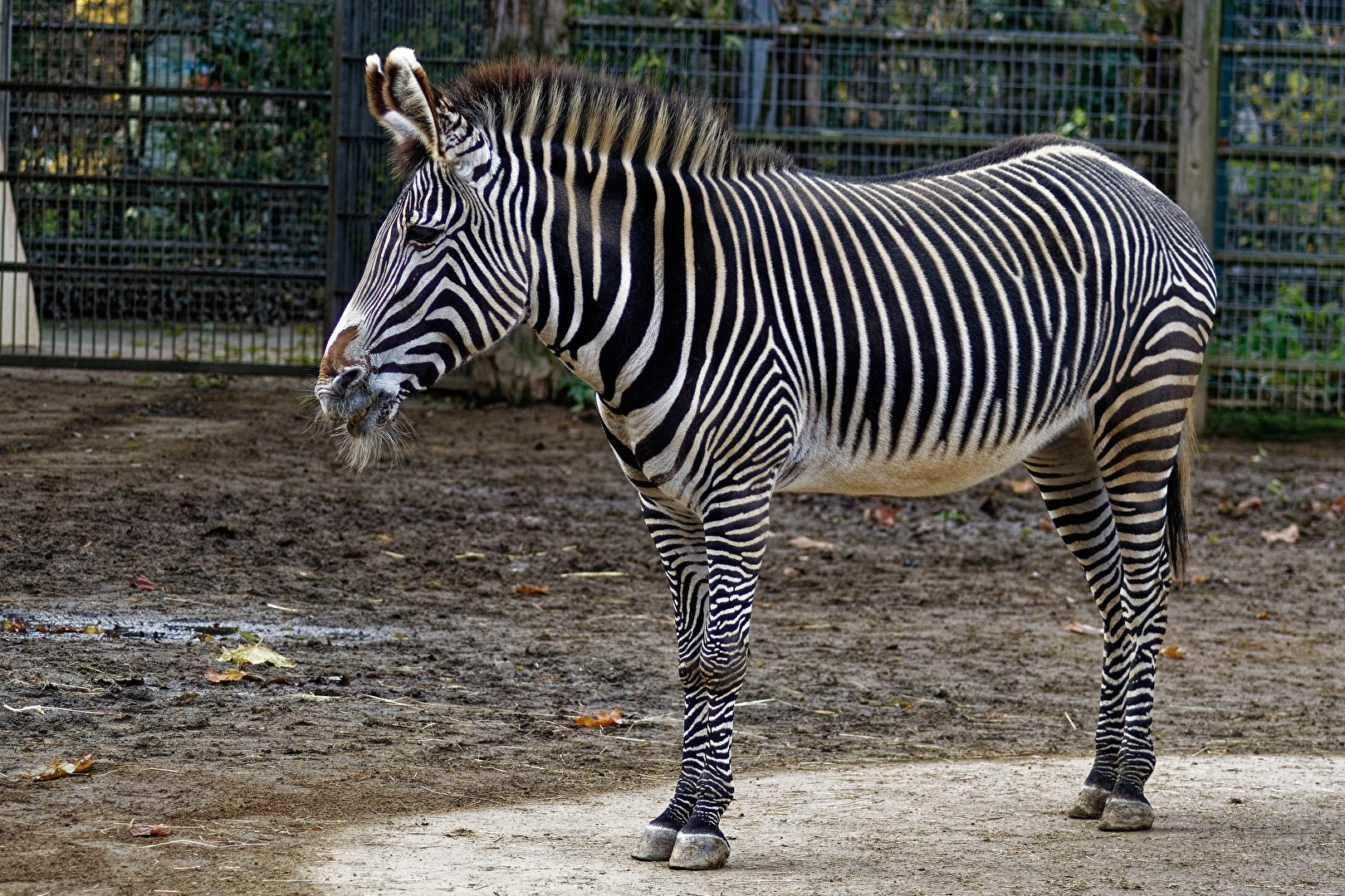 Zebra