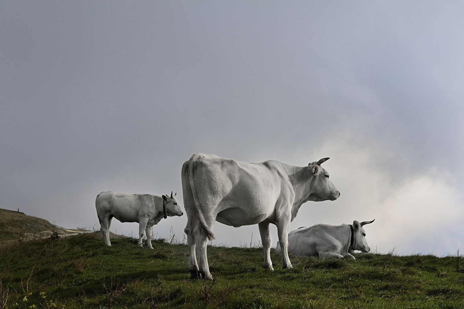 die weißen Kühe am Monte Cucco