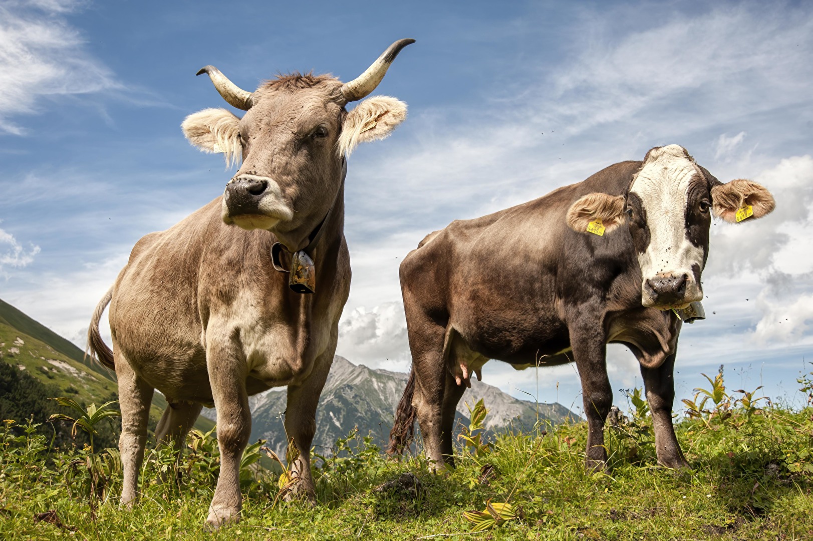 Tiroler Kühe