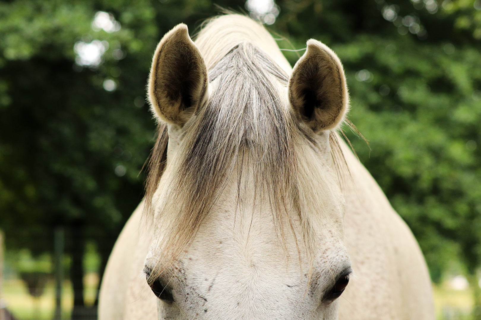 Pferde, Esel & Maultiere