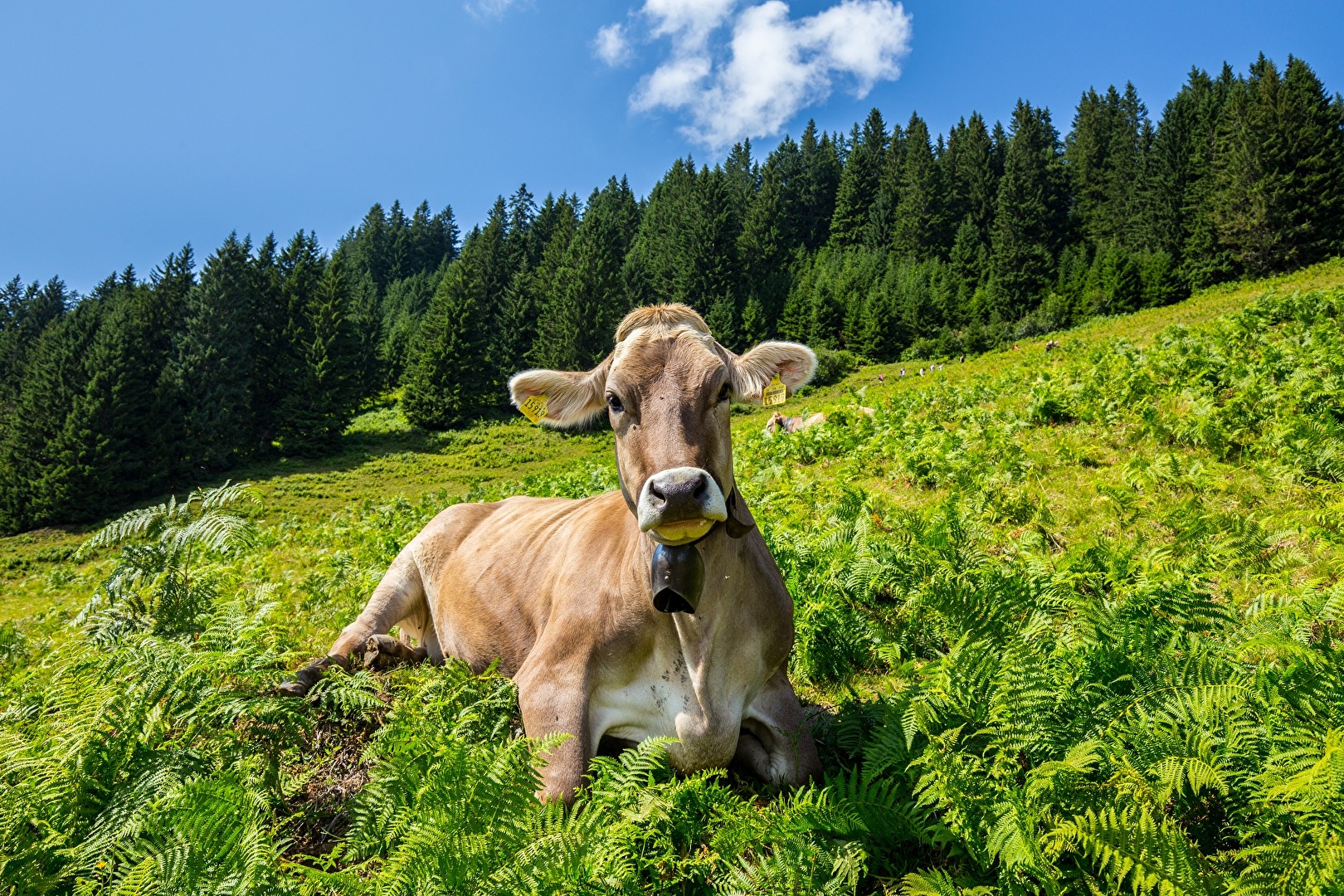 Auf der Alm ... Ländliche Leben