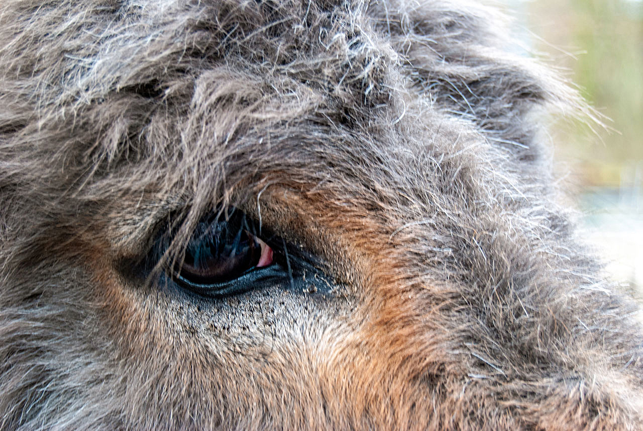 Des Esels Blick...