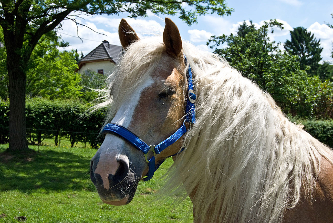Blondi: "Heute trage ich blau..."