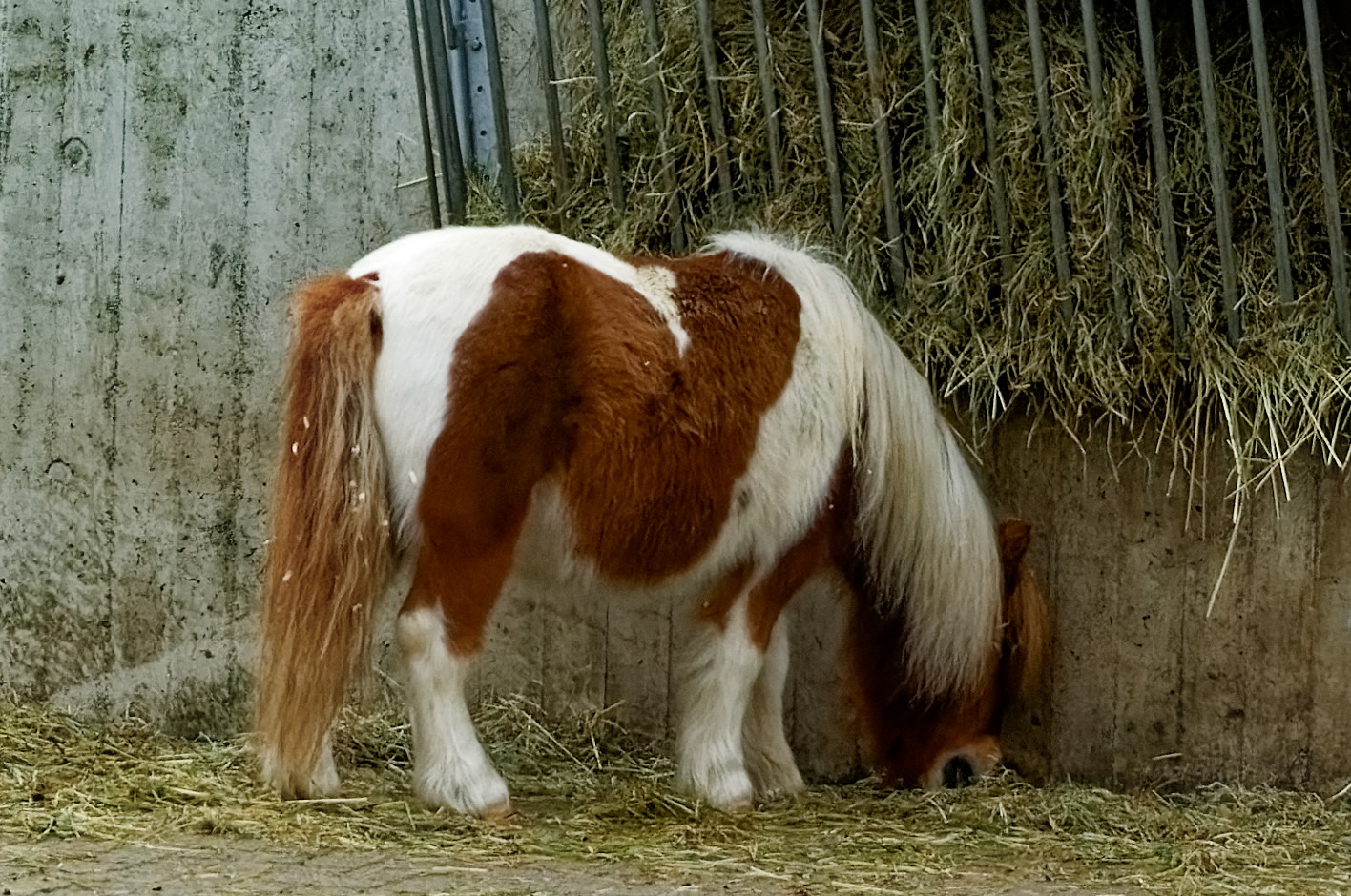 pony
