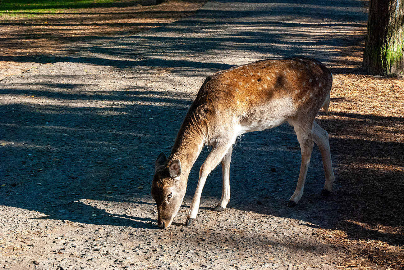 Damwild im Morgenlicht