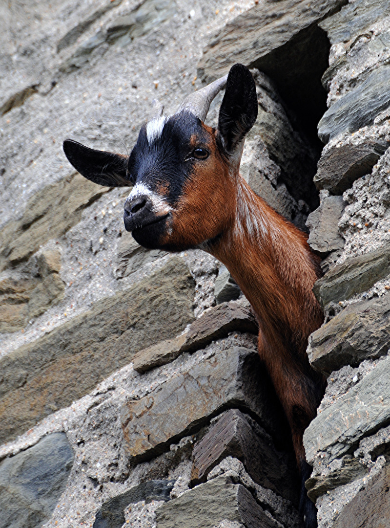 Pferde, Esel & Maultiere