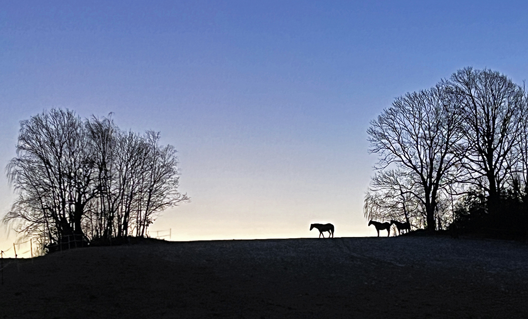 Morgenstimmung auf der Weide 1