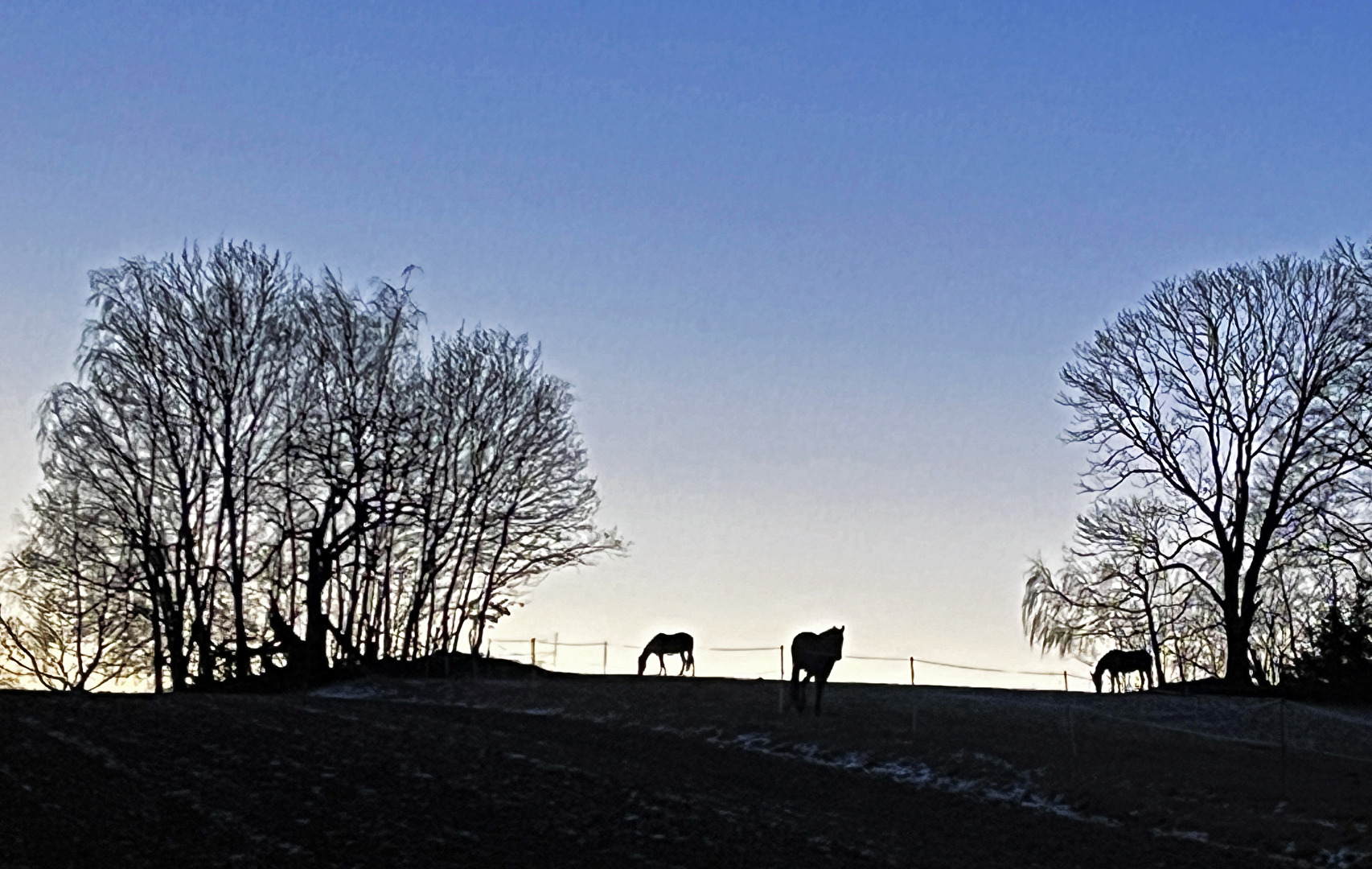 Morgenstimmung auf der Weide 2