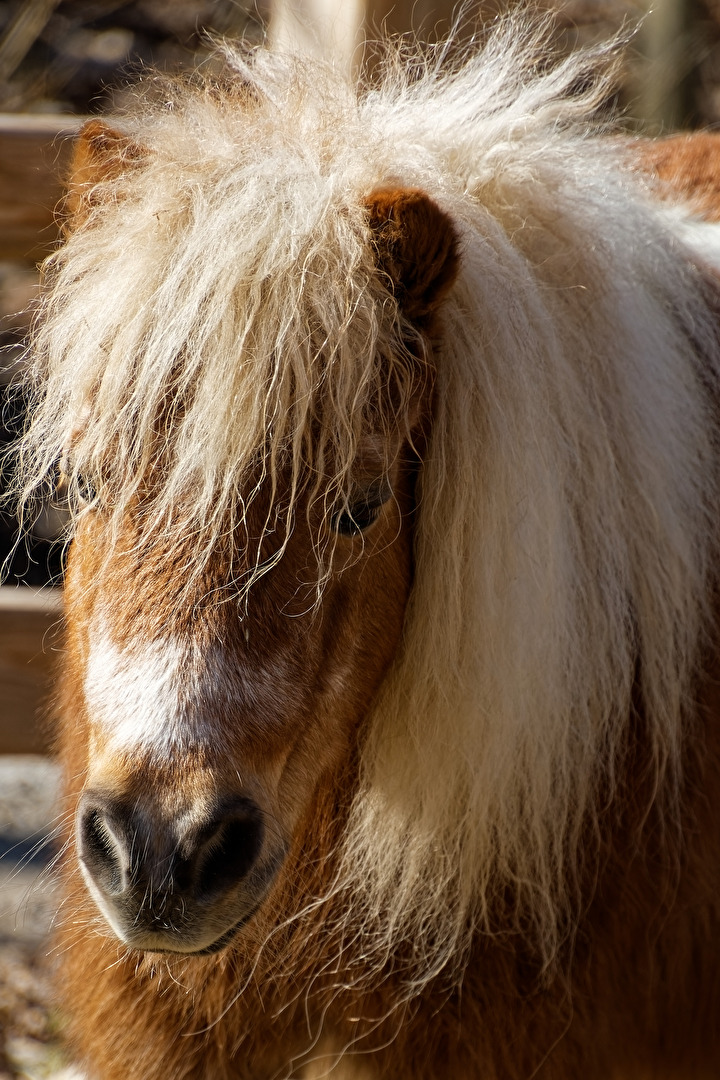 Pony