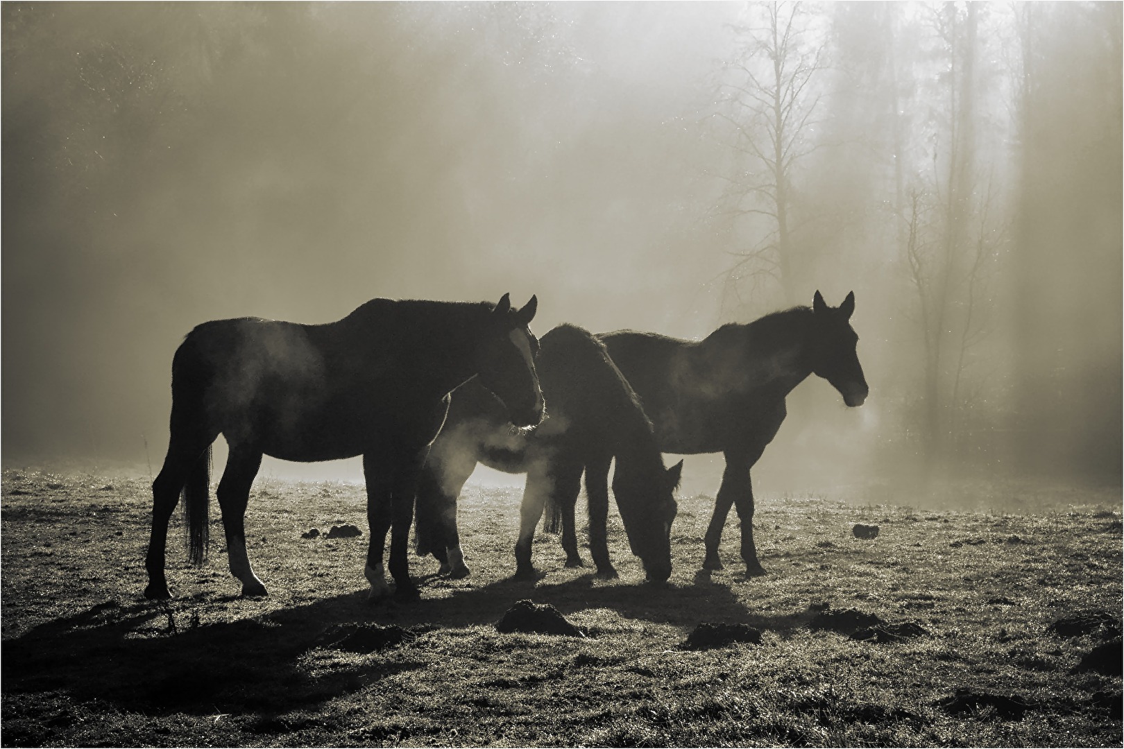 drei Grazien