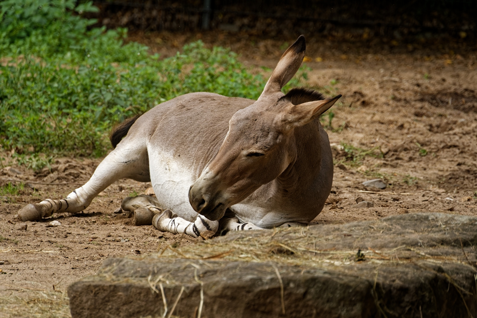 Somali - Wildesel