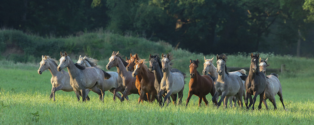 Pferde, Esel & Maultiere