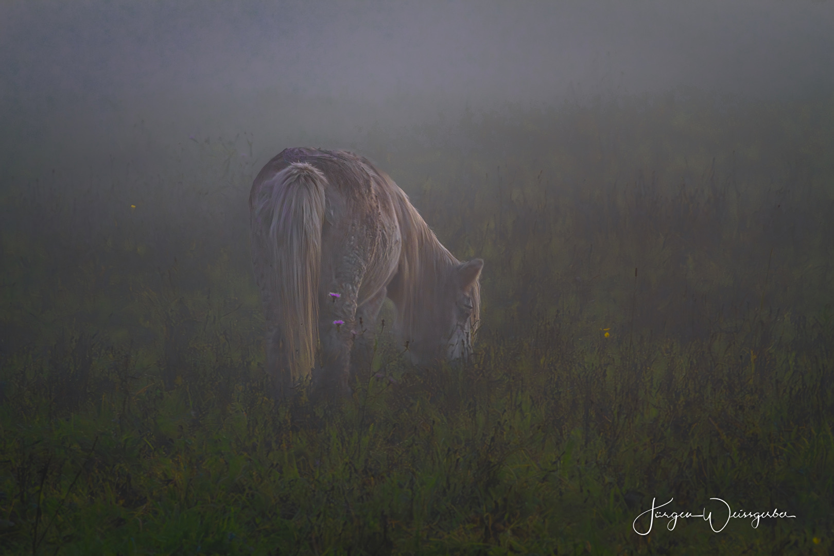 Im Morgennebel