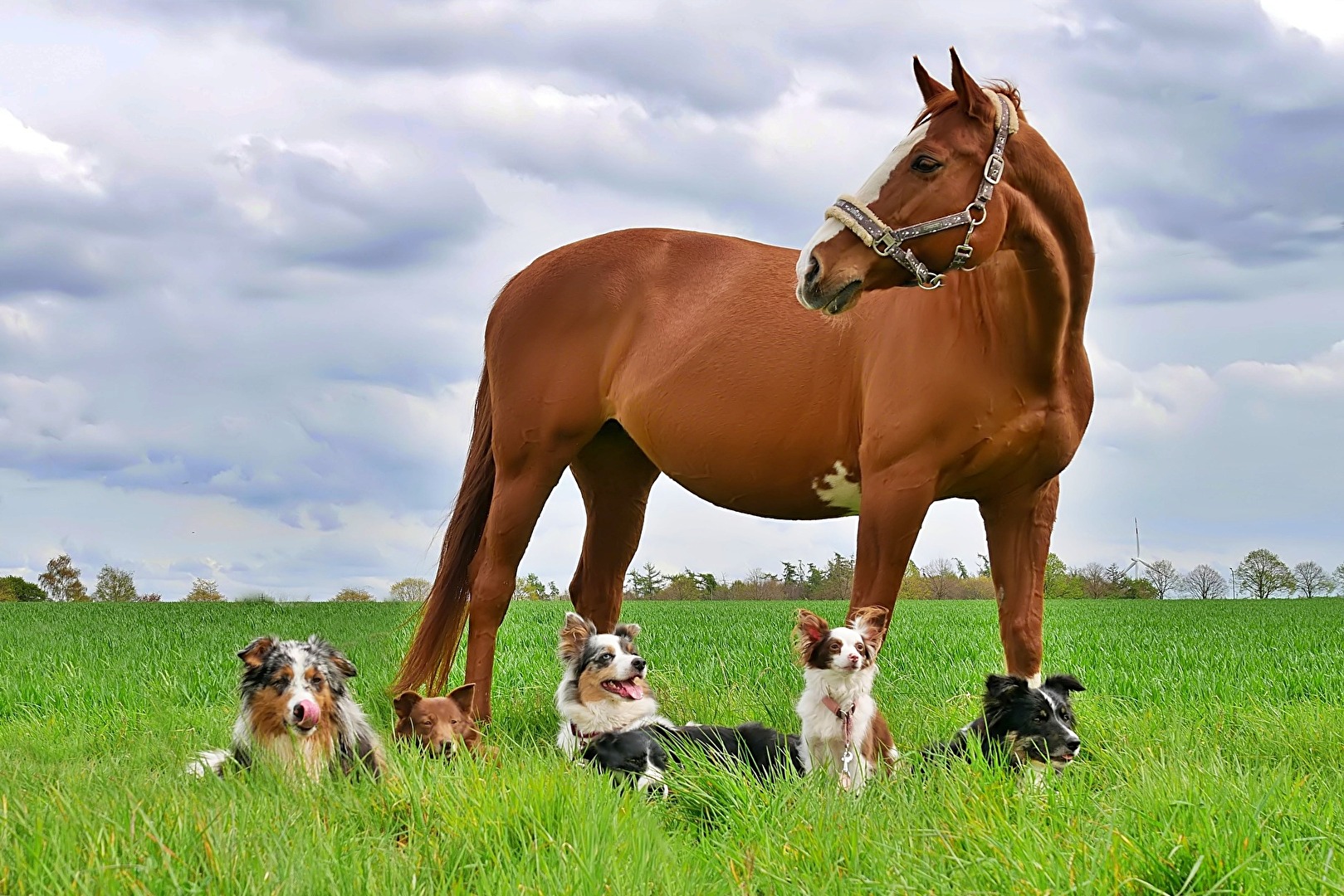 Unterwegs mit Pferd und Hund
