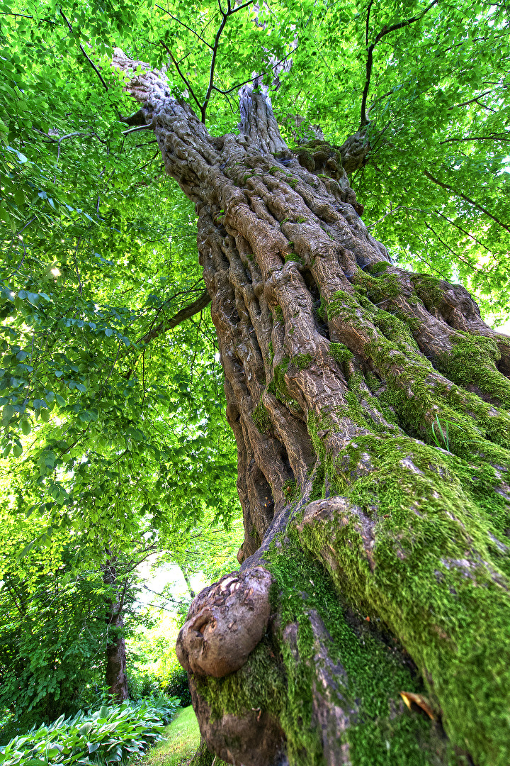 Ein etwas anderer Baum