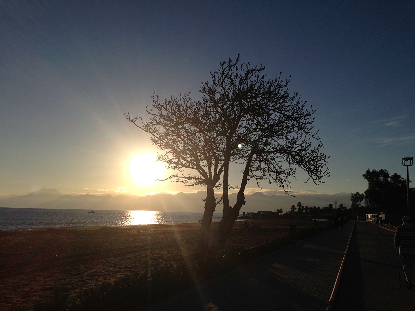 ein Baum am Strand