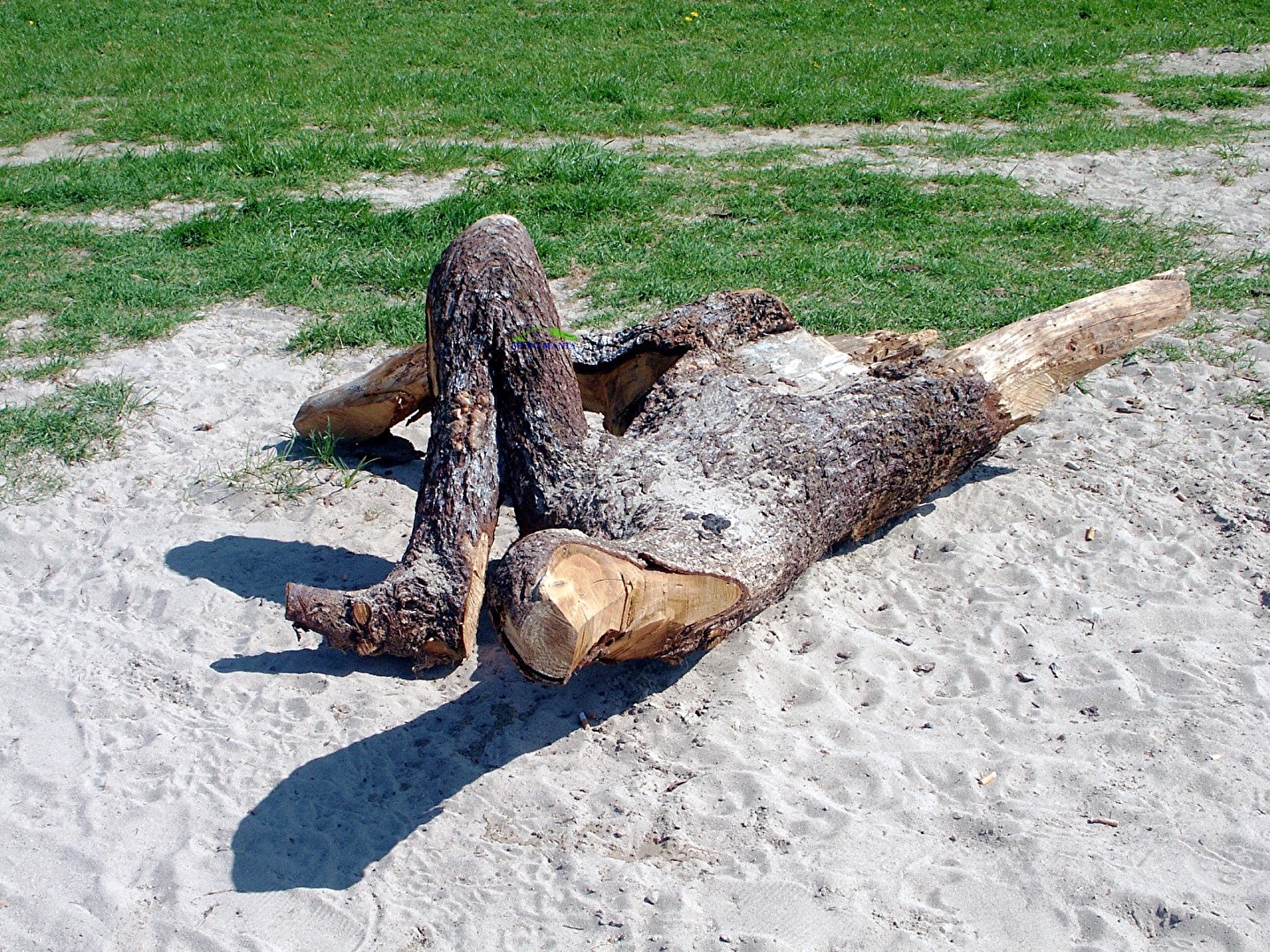 Baum am Strand