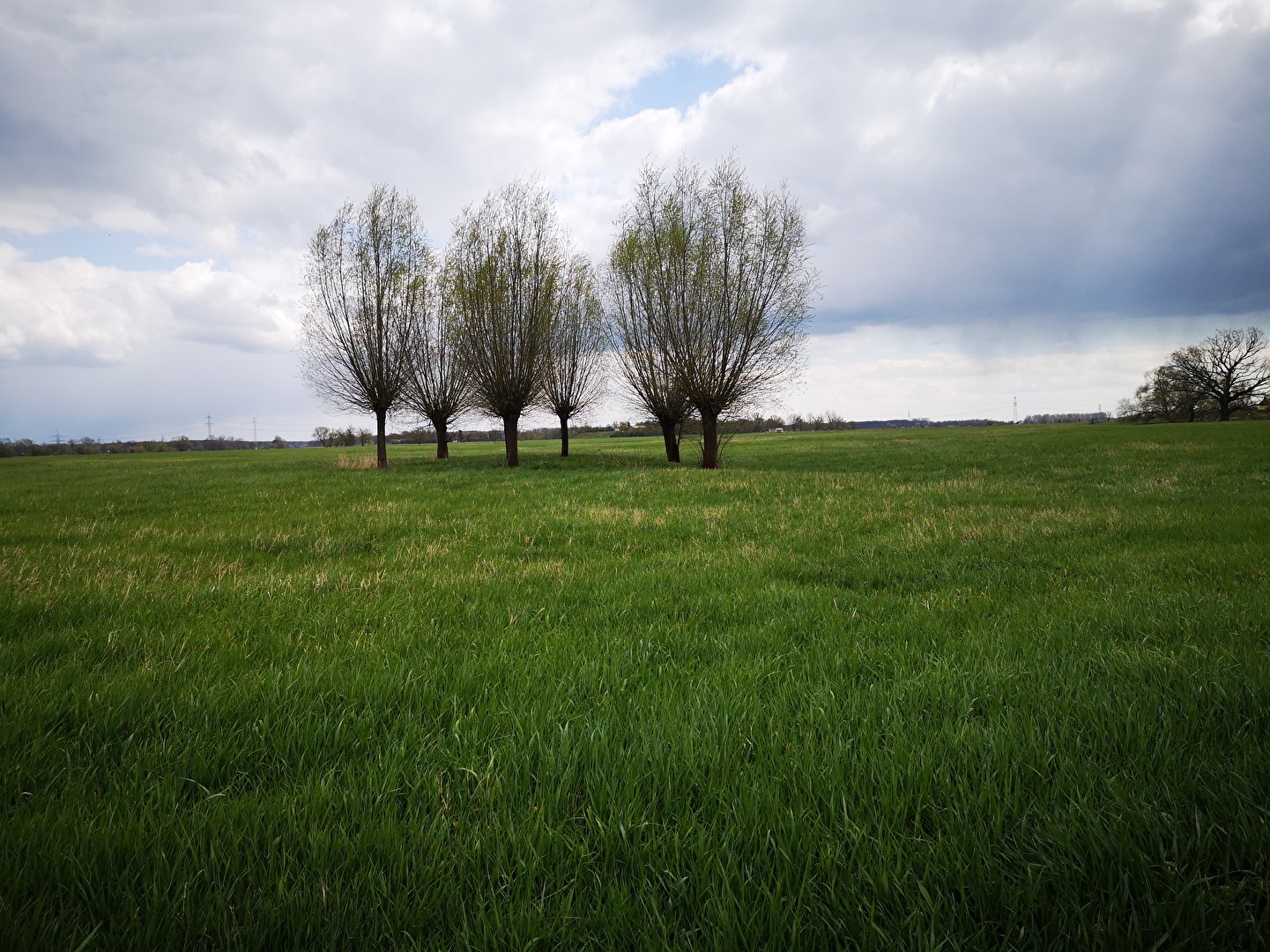 die Natur erwacht