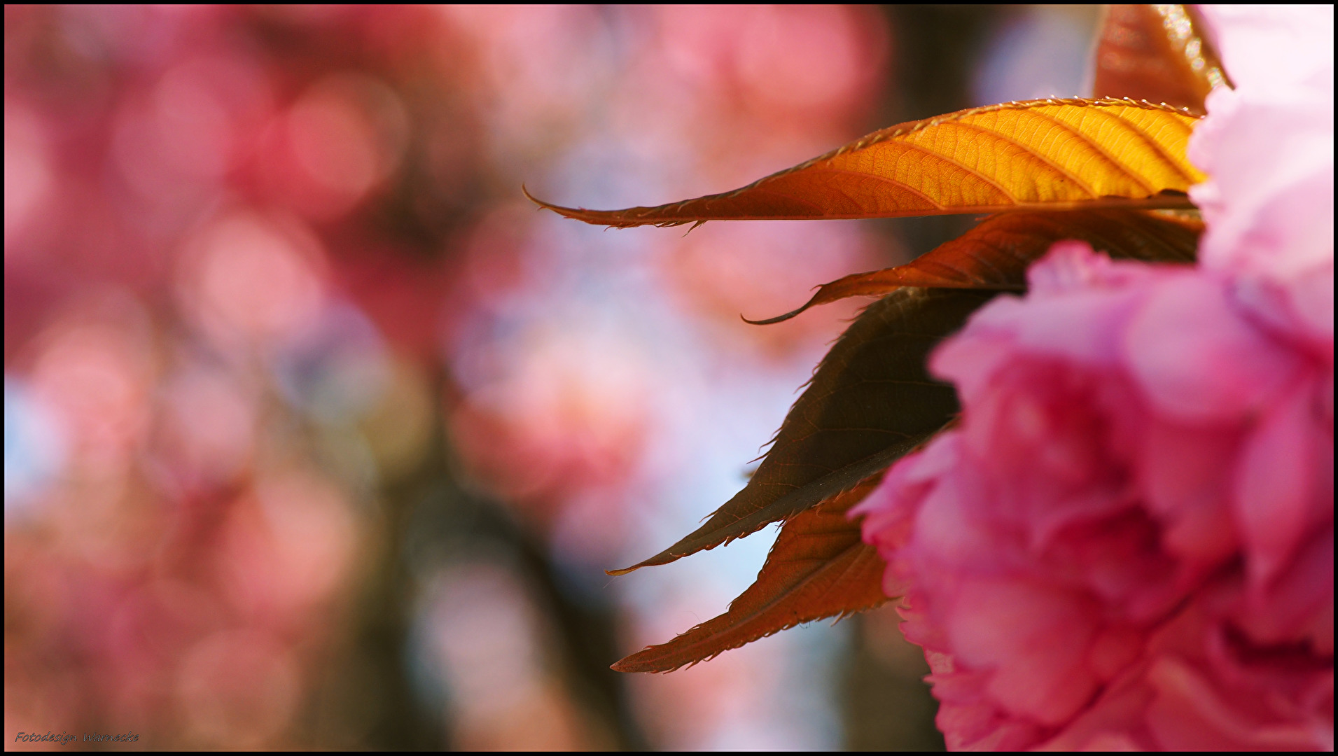 Blätter im Schein der Sonne