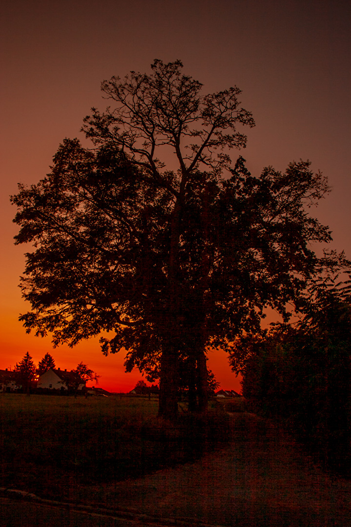 Baum in Sonnenuntergang