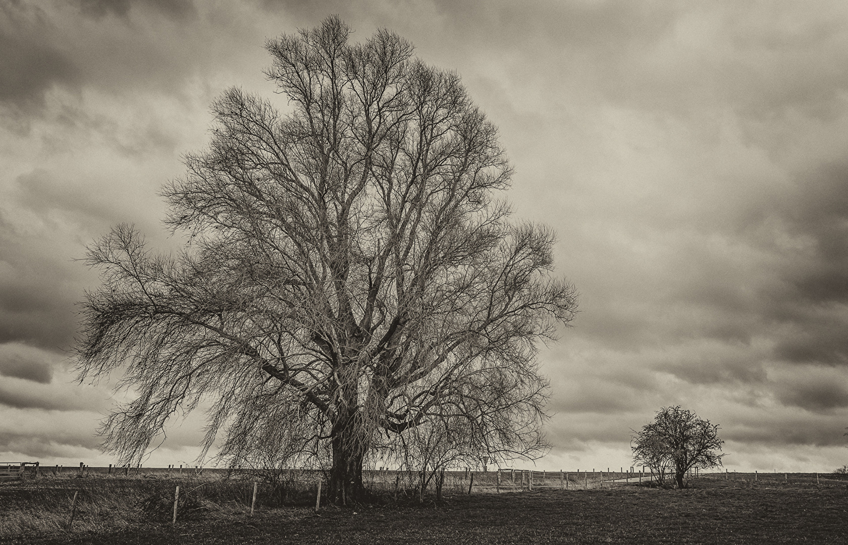 Baum groß und klein