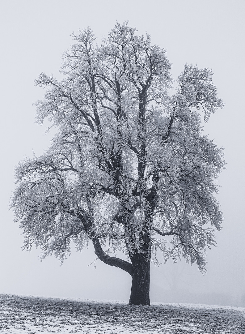 Baum im kalten Winter