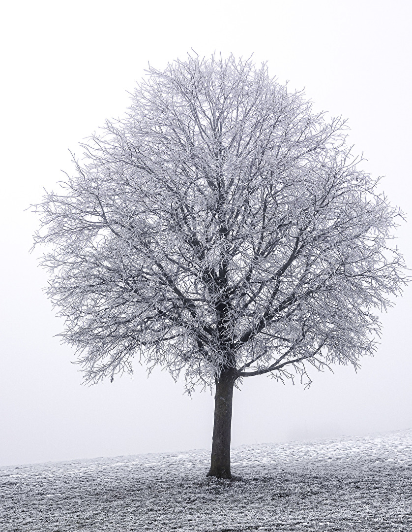 Baum in der Kälte