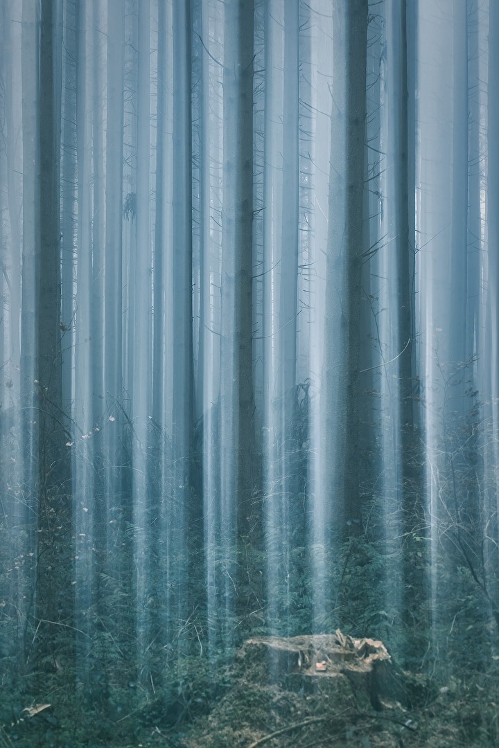 Wald im Nebel