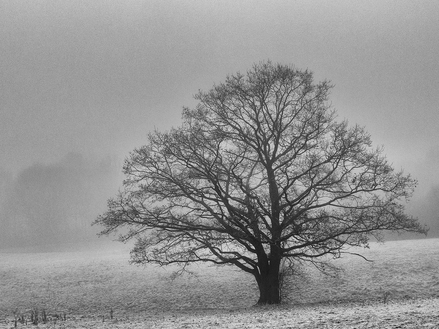 Wächtereiche im Dezember