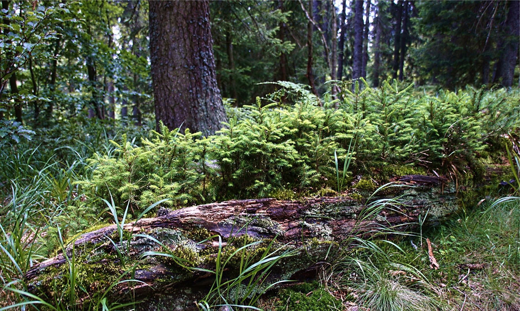 #Wald - Generationenwechsel