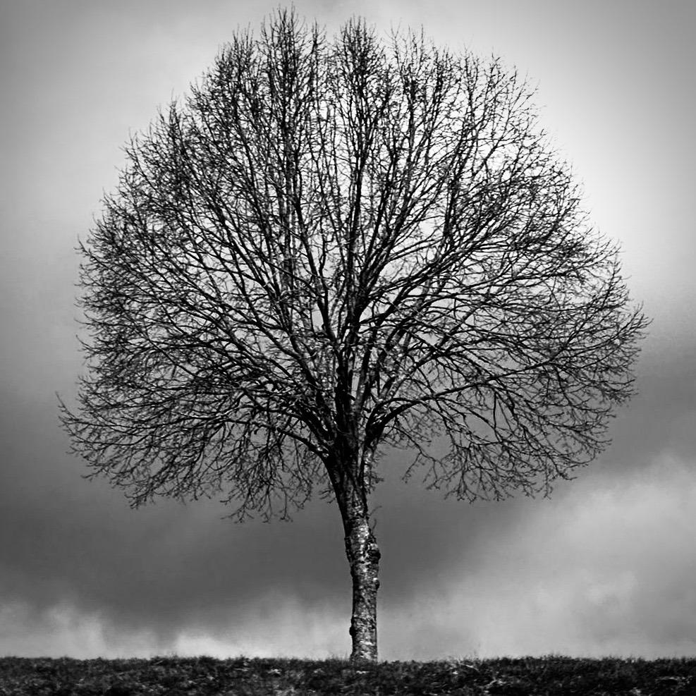 #Baum — Einfach nur ein Baum